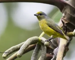 Euphonia affinis