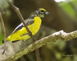 Euphonia affinis