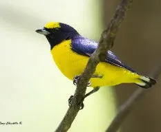 Euphonia affinis
