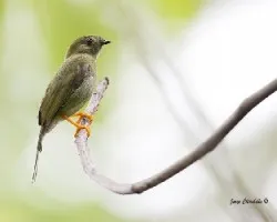 Chiroxiphia linearis