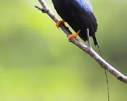 Chiroxiphia linearis