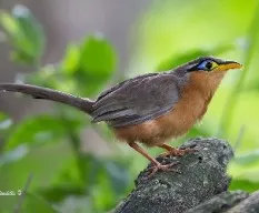 Morococcyx erythropygus