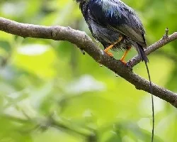 Chiroxiphia linearis