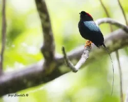 Chiroxiphia linearis