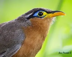 Morococcyx erythropygus