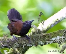 Thryothorus atrogularis