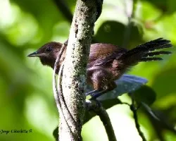 Thryothorus atrogularis