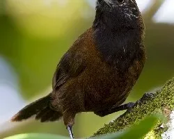 Thryothorus atrogularis