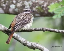 Myiodynastes luteiventris