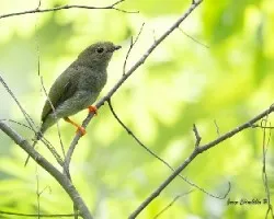 Chiroxiphia linearis