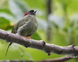 Chiroxiphia linearis