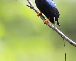 Chiroxiphia linearis