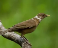 Turdus grayi