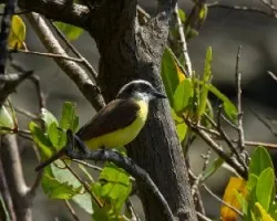 Pitangus sulphuratus