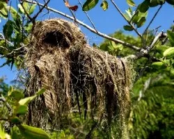 Pitangus sulphuratus