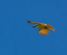 Pitangus sulphuratus