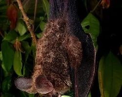 Chrotopterus aurita