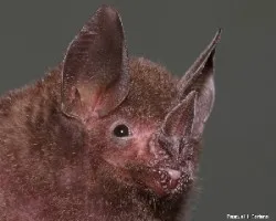 Carollia perspicillata