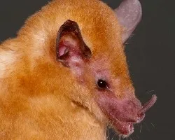 Lonchophylla robusta