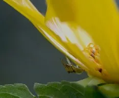 Girasol con araña