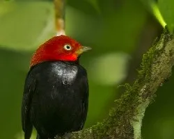 Ceratopipra mentalis