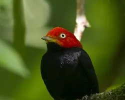 Ceratopipra mentalis