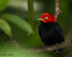 Ceratopipra mentalis