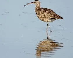 Numenius phaeopus