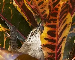 Thryothorus modestus