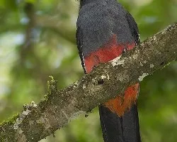 Trogon massena