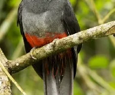 Trogon massena