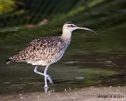 Numenius phaeopus