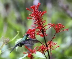 Chlorostilbon ricordii