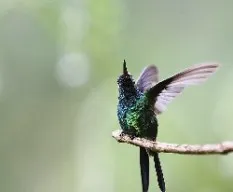 Chlorostilbon ricordii