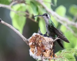 Chlorostilbon ricordii