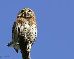 Glaucidium siju