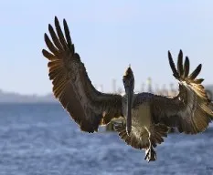 Pelecanus occidentalis