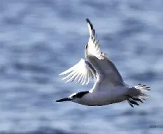 Thalasseus sandvicensis