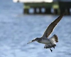 Leucophaeus atricilla