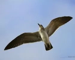 Leucophaeus atricilla