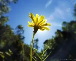 Taraxacum officinale