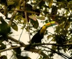 Ramphastos sulfuratus