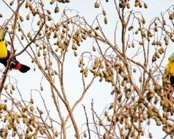 Ramphastos sulfuratus