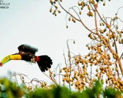 Ramphastos sulfuratus