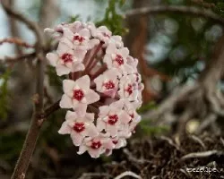 Hoya carnosa