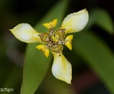 Neomarica longifolia