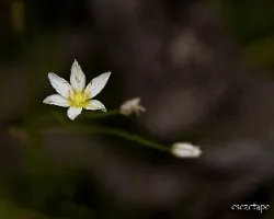 Zephyranthes minima