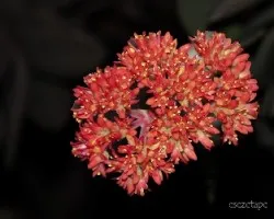 Crassula perfoliata var. falcata