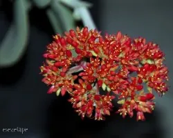 Crassula perfoliata var. falcata