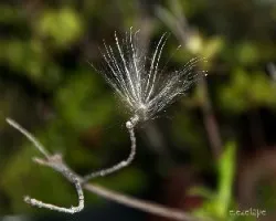 Taraxacum officinale